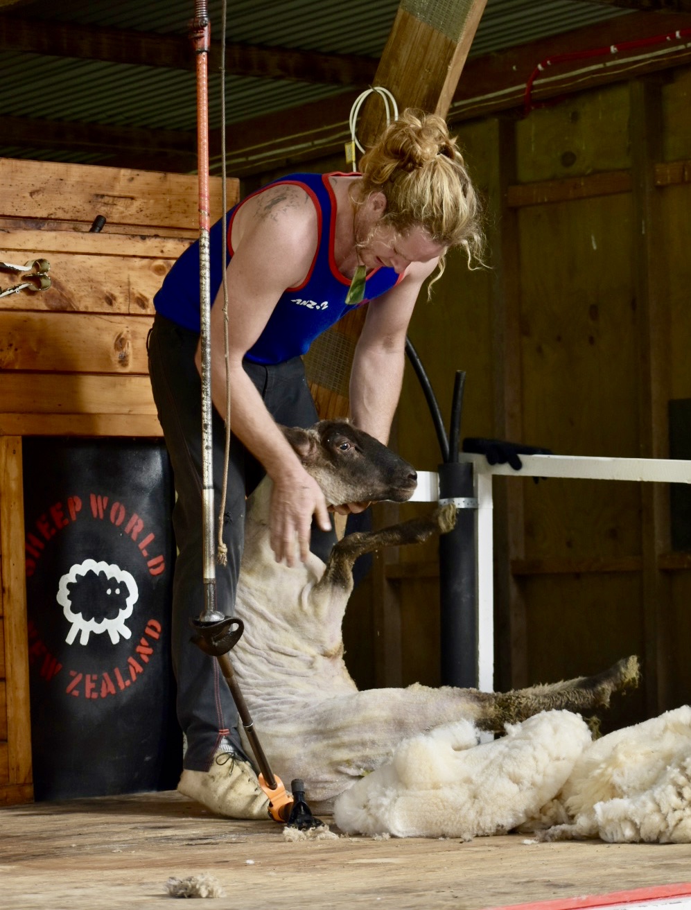 sheep farm visit auckland
